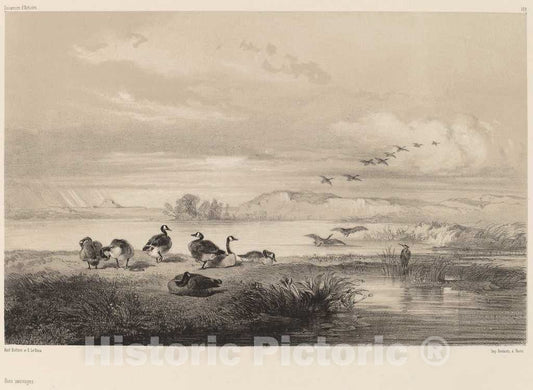 Art Print : Karl Bodmer, Oies sauvages - Vintage Wall Art