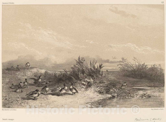 Art Print : Karl Bodmer, Canards Sauvages - Vintage Wall Art