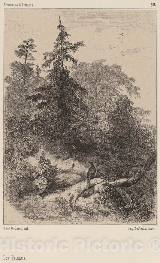 Art Print : Karl Bodmer, Les Faisans - Vintage Wall Art