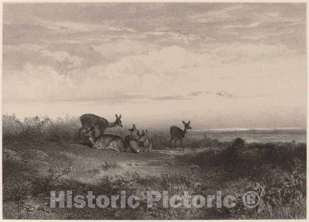 Art Print : Karl Bodmer, Les biches - Vintage Wall Art