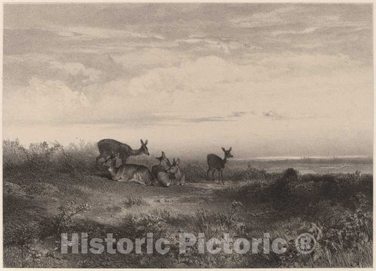 Art Print : Karl Bodmer, Les biches - Vintage Wall Art