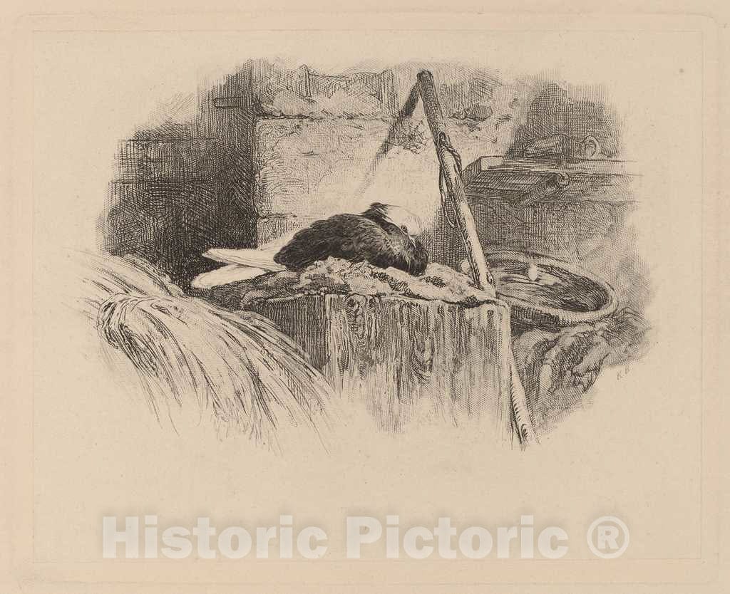 Art Print : Karl Bodmer, Pigeon sur un nid - Vintage Wall Art