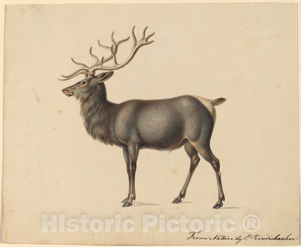 Art Print : Peter Rindisbacher, European Elk - Vintage Wall Art