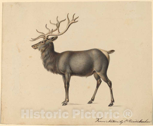 Art Print : Peter Rindisbacher, European Elk - Vintage Wall Art