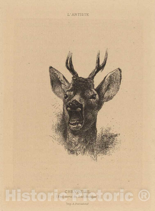 Art Print : Karl Bodmer, Chevreuil - Vintage Wall Art