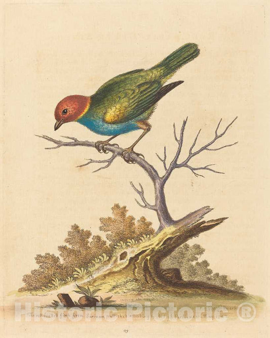 Art Print : George Edwards, The Red-Headed Finch from Surinam, 1741 - Vintage Wall Art