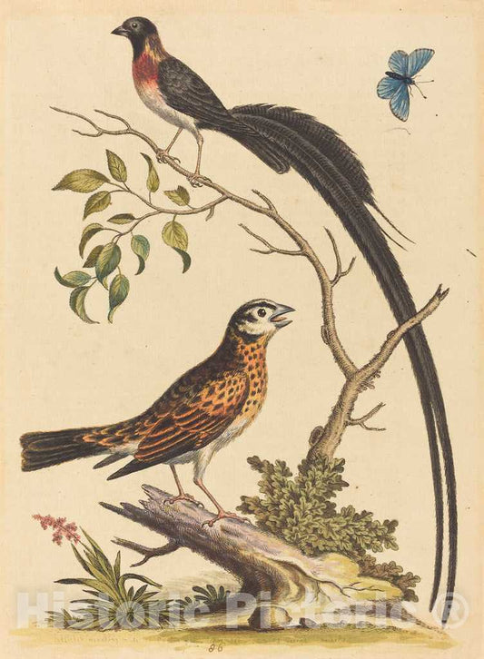 Art Print : George Edwards, Two Birds, One with Very Long Tailfeathers, and Blue Butterfly, 1745 - Vintage Wall Art