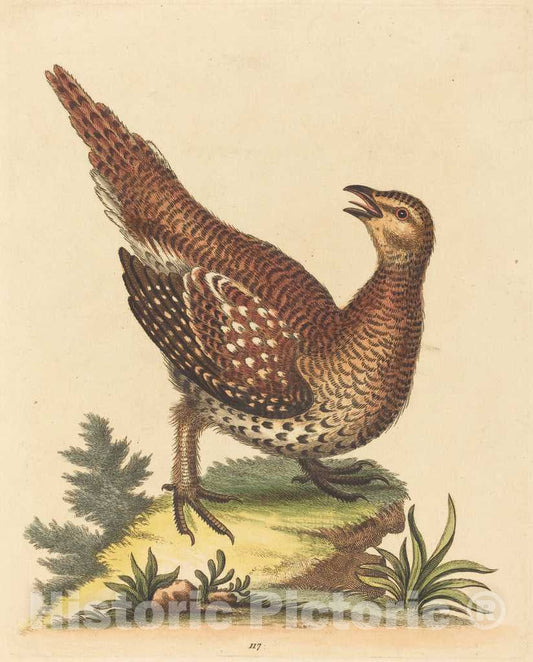 Art Print : George Edwards, Brown Speckled Bird - Vintage Wall Art