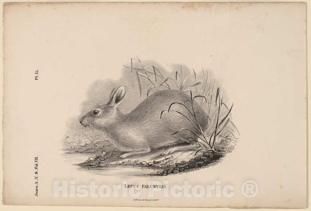 Art Print : Titian Ramsay Peale, Lepus Palustris, 1836 - Vintage Wall Art