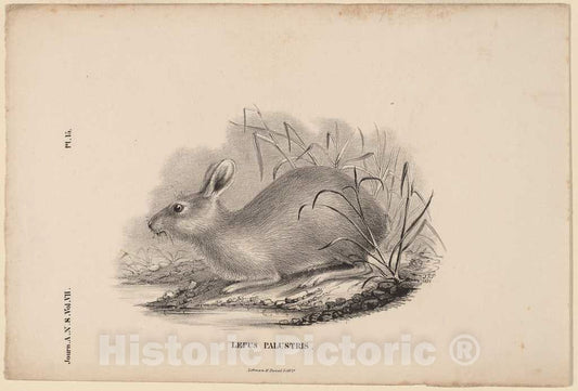 Art Print : Titian Ramsay Peale, Lepus Palustris, 1836 - Vintage Wall Art
