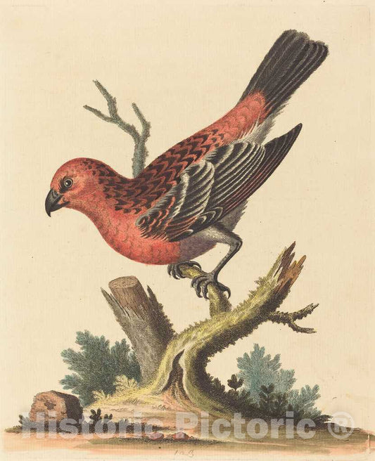 Art Print : George Edwards, Red and Black Bird - Vintage Wall Art