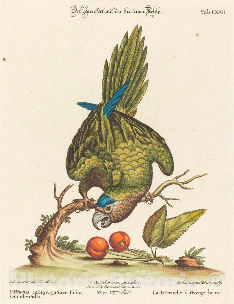 Art Print : Seligmann After Edwards, Psittacus Minor gutture fusco, occidentalis - Vintage Wall Art