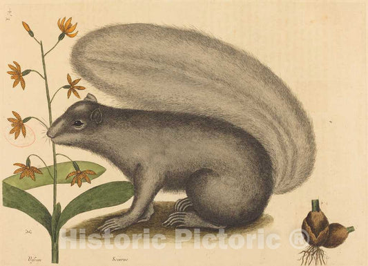 Art Print : Mark Catesby, The Grey Fox Squirrel (Sciurus cinereus), 1731-1743 - Vintage Wall Art