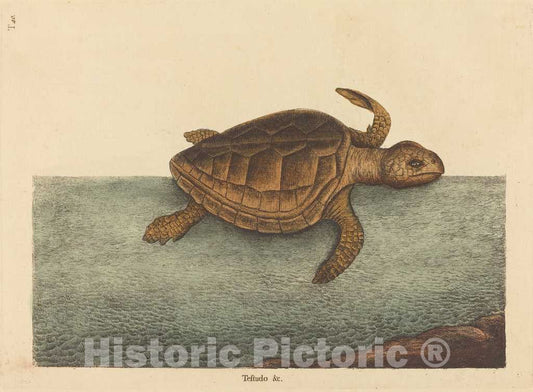 Art Print : Mark Catesby, The Logger-Head Turtle (Testudo Cavanna), 1731-1743 - Vintage Wall Art
