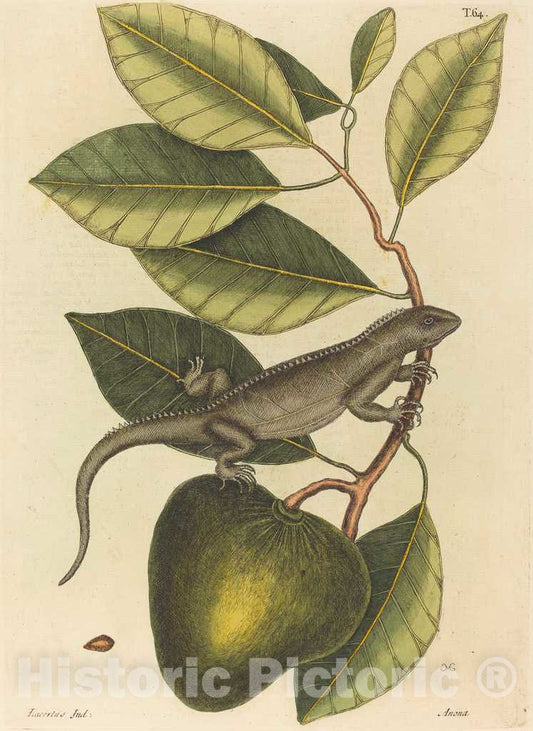 Art Print : Mark Catesby, The Guana (Lacerta Iguana), 1731-1743 - Vintage Wall Art