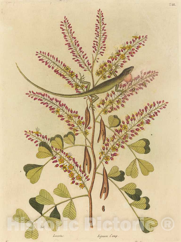Art Print : Mark Catesby, The Green Lizard of Jamaica (Lacerta bullaris), 1731-1743 - Vintage Wall Art