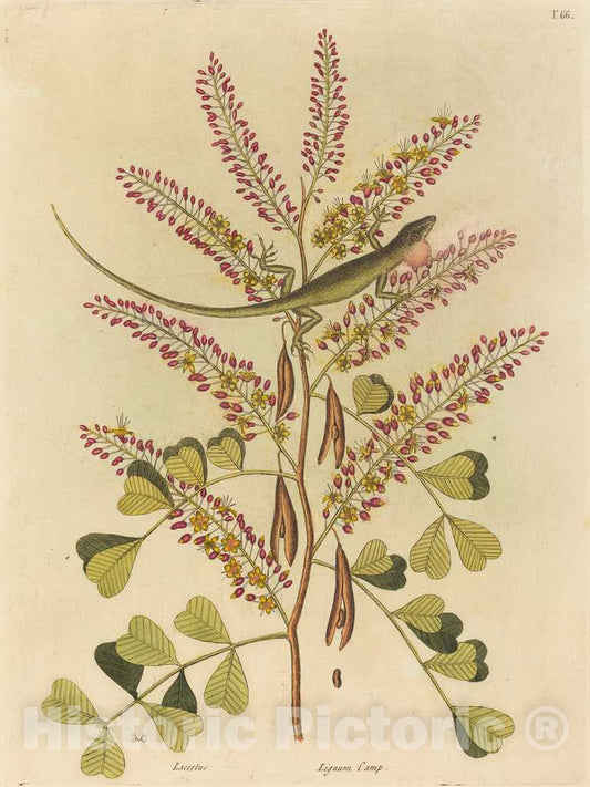 Art Print : Mark Catesby, The Green Lizard of Jamaica (Lacerta bullaris), 1731-1743 - Vintage Wall Art