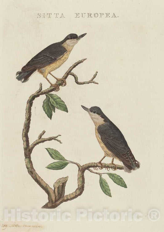 Art Print : Sitta Europea - Vintage Wall Art