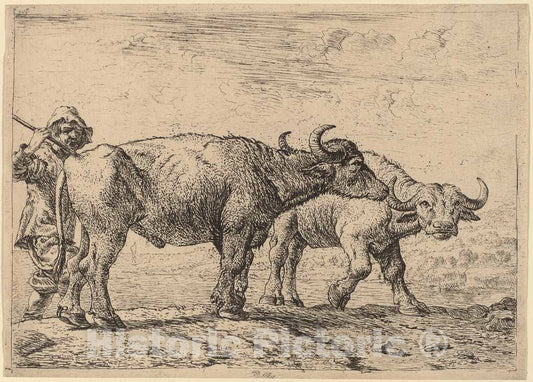 Art Print : Pieter Van Laer, Two Buffaloes and a Herdsman - Vintage Wall Art