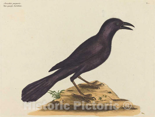 Art Print : Mark Catesby, The Purple Jack DAW (Gracula Quiscula), 1731-1743 - Vintage Wall Art