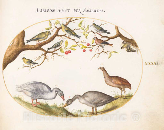 Art Print : Joris Hoefnagel, Animalia Volatilia et Amphibia (Aier): Plate XLI, c.1578 - Vintage Wall Art
