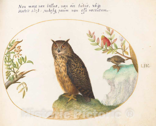 Art Print : Joris Hoefnagel, Animalia Volatilia et Amphibia (Aier): Plate LIV, c.1578 - Vintage Wall Art