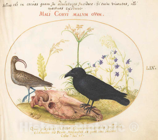 Art Print : Joris Hoefnagel, Animalia Volatilia et Amphibia (Aier): Plate LIX, c.1578 - Vintage Wall Art