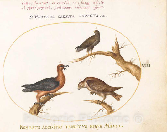 Art Print : Joris Hoefnagel, Animalia Volatilia et Amphibia (Aier): Plate VIII, c.1578 - Vintage Wall Art