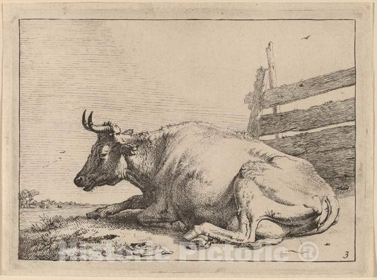 Art Print : Paulus Potter, Cow Lying Down Near a Fence, 1650 - Vintage Wall Art