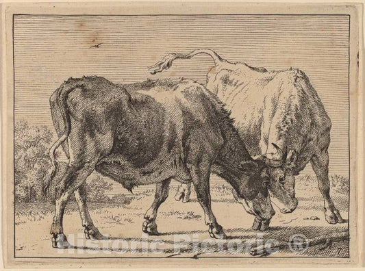 Art Print : Paulus Potter, Two Oxen Fighting, 1650 - Vintage Wall Art