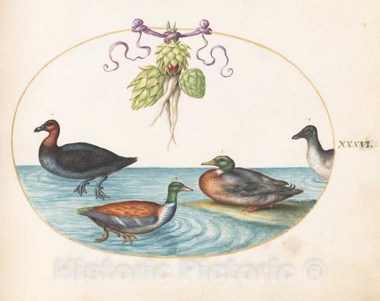 Art Print : Joris Hoefnagel, Animalia Volatilia et Amphibia (Aier): Plate XXXVI, c.1578 - Vintage Wall Art