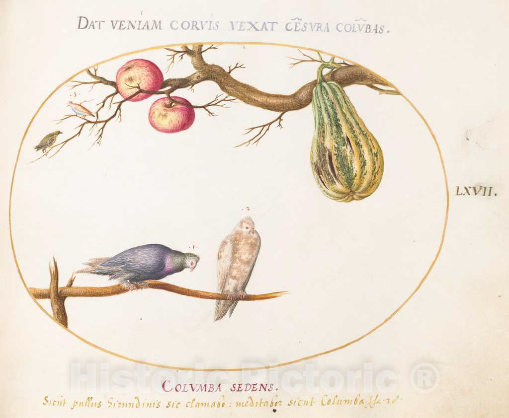 Art Print : Joris Hoefnagel, Animalia Volatilia et Amphibia (Aier): Plate LXVII, c.1578 - Vintage Wall Art