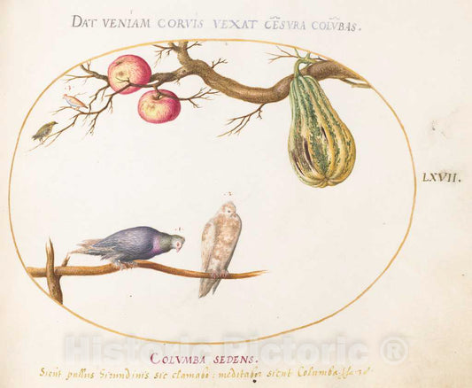 Art Print : Joris Hoefnagel, Animalia Volatilia et Amphibia (Aier): Plate LXVII, c.1578 - Vintage Wall Art