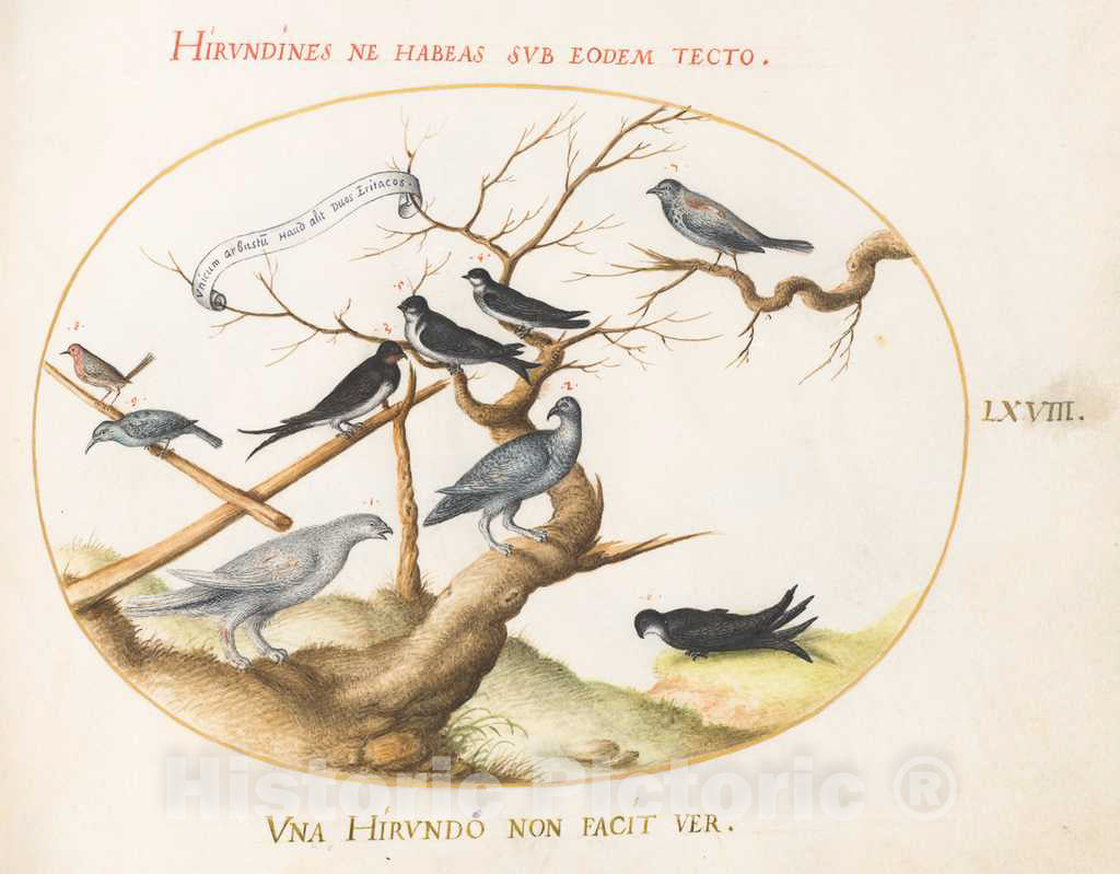 Art Print : Joris Hoefnagel, Animalia Volatilia et Amphibia (Aier): Plate LXVIII, c.1578 - Vintage Wall Art
