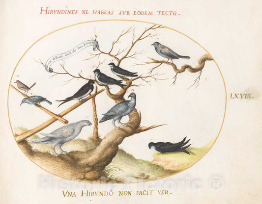 Art Print : Joris Hoefnagel, Animalia Volatilia et Amphibia (Aier): Plate LXVIII, c.1578 - Vintage Wall Art