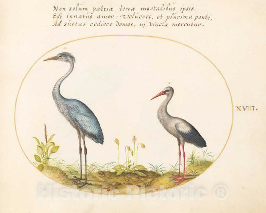 Art Print : Joris Hoefnagel, Animalia Volatilia et Amphibia (Aier): Plate XVIII, c.1578 - Vintage Wall Art