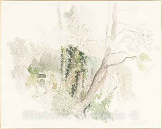 Art Print : Robert Hills, Trees at Beddington, Possibly c. 1805 - Vintage Wall Art