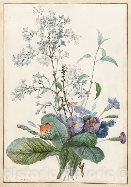 Art Print : Pierre Joseph RedoutÃ©, A Bouquet of Flowers with Insects - Vintage Wall Art