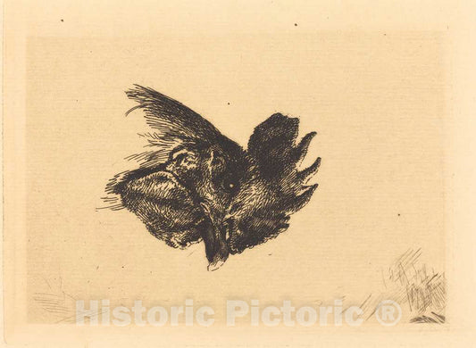 Art Print : FÃ©lix Bracquemond, Head of a Cock - Vintage Wall Art