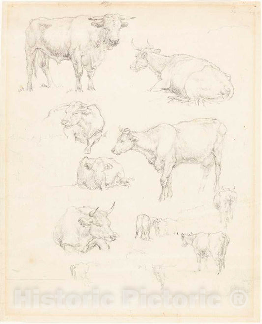 Art Print : Robert Hills, Studies of Cattle - Vintage Wall Art