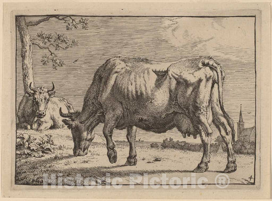 Art Print : Paulus Potter, Grazing Cow, 1650 - Vintage Wall Art