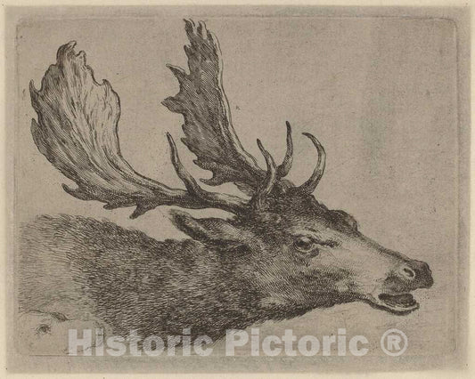 Art Print : Stefano Della Bella, Head of a Stag Turned Right - Vintage Wall Art