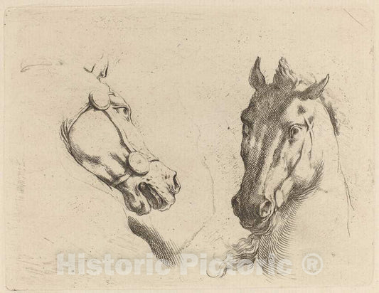 Art Print : Stefano Della Bella, Head of a Horse Seen in Profile and in Three-Quarters - Vintage Wall Art