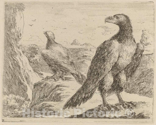 Art Print : Stefano Della Bella, Two Eagles, Both with Heads Turned to The Left - Vintage Wall Art