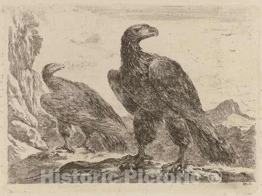 Art Print : Stefano Della Bella, Two Eagles, Both with Heads Turned to The Right - Vintage Wall Art