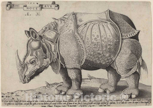 Art Print : Enea Vico After Albrecht DÃ¼rer, Rhinoceros, 1548 - Vintage Wall Art