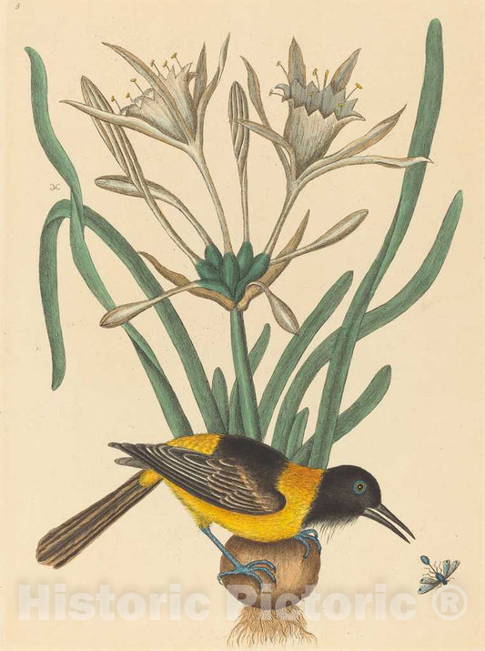 Art Print : Mark Catesby, The Yellow and Black Pye (Oriolus Icterus), 1731-1743 - Vintage Wall Art