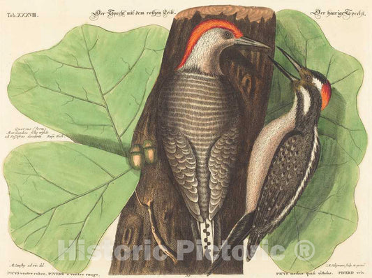 Art Print : Seligmann After Catesby, The Red Bellied Woodpecker (Picus Carolinus), c.1753 - Vintage Wall Art
