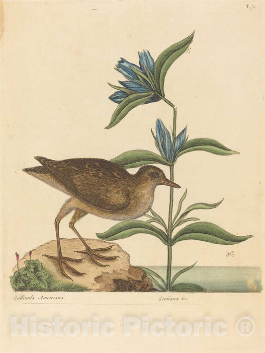 Art Print : Mark Catesby, The Soree (Rallus Virginianus), 1731-1743 - Vintage Wall Art