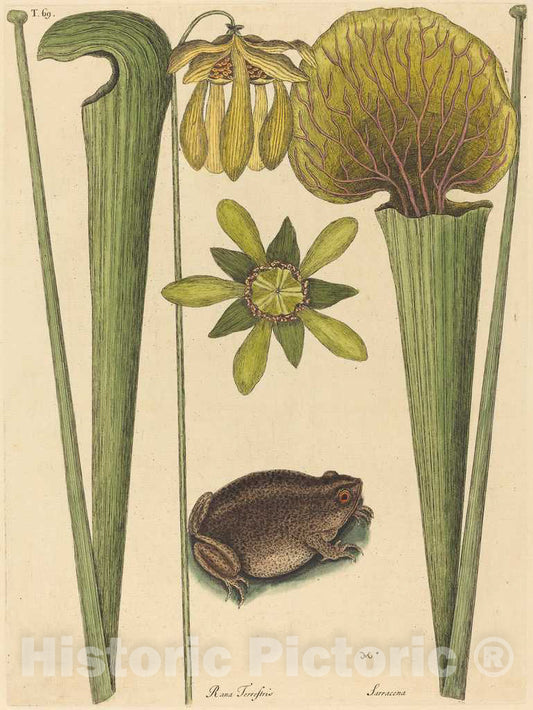 Art Print : Mark Catesby, The Land Frog (Rana), 1731-1743 - Vintage Wall Art